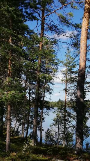 Metsässä
