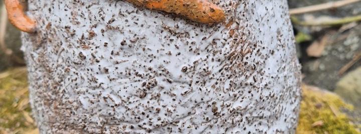 savisiipi keramiikkakurssi